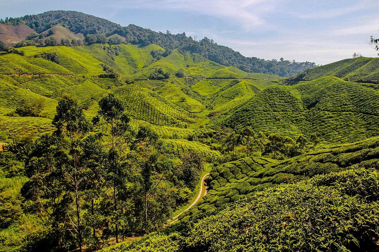 Rows of terraced tea bushes covering the hillsides of Cameron Highlands
