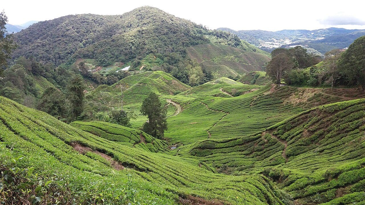 Tea terraces on Mount Brinchang above Brinchang town, where the weekend night market sets up