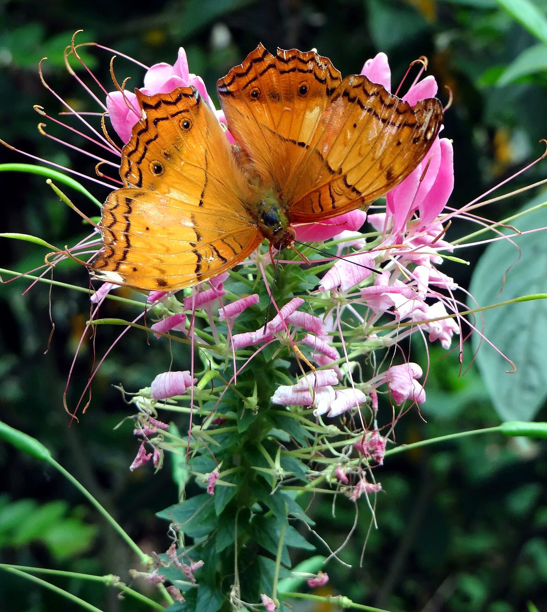 An orange cruiser butterfly resting on pink flowers at a butterfly farm near Brinchang, Cameron Highlands