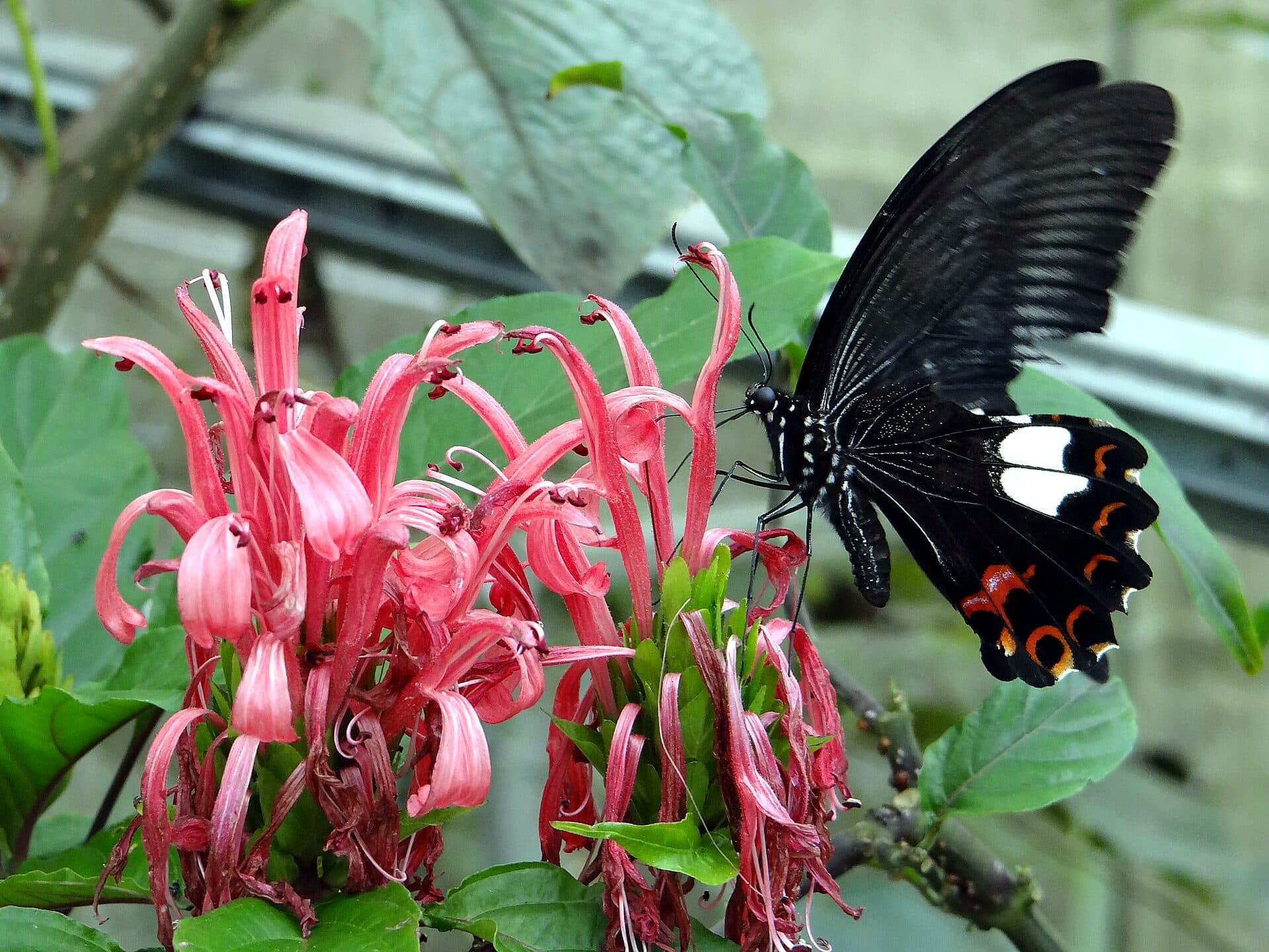 A black swallowtail butterfly with white and orange markings feeding on pink flowers at a butterfly farm near Brinchang, Cameron Highlands