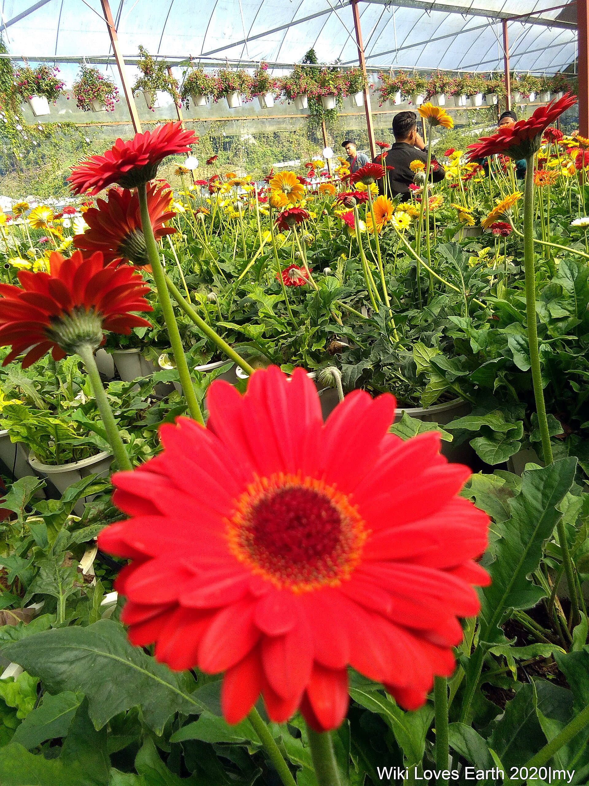 Bright red gerbera daisies in a flower nursery at the Cameron Lavender Garden, with rows of potted blooms behind