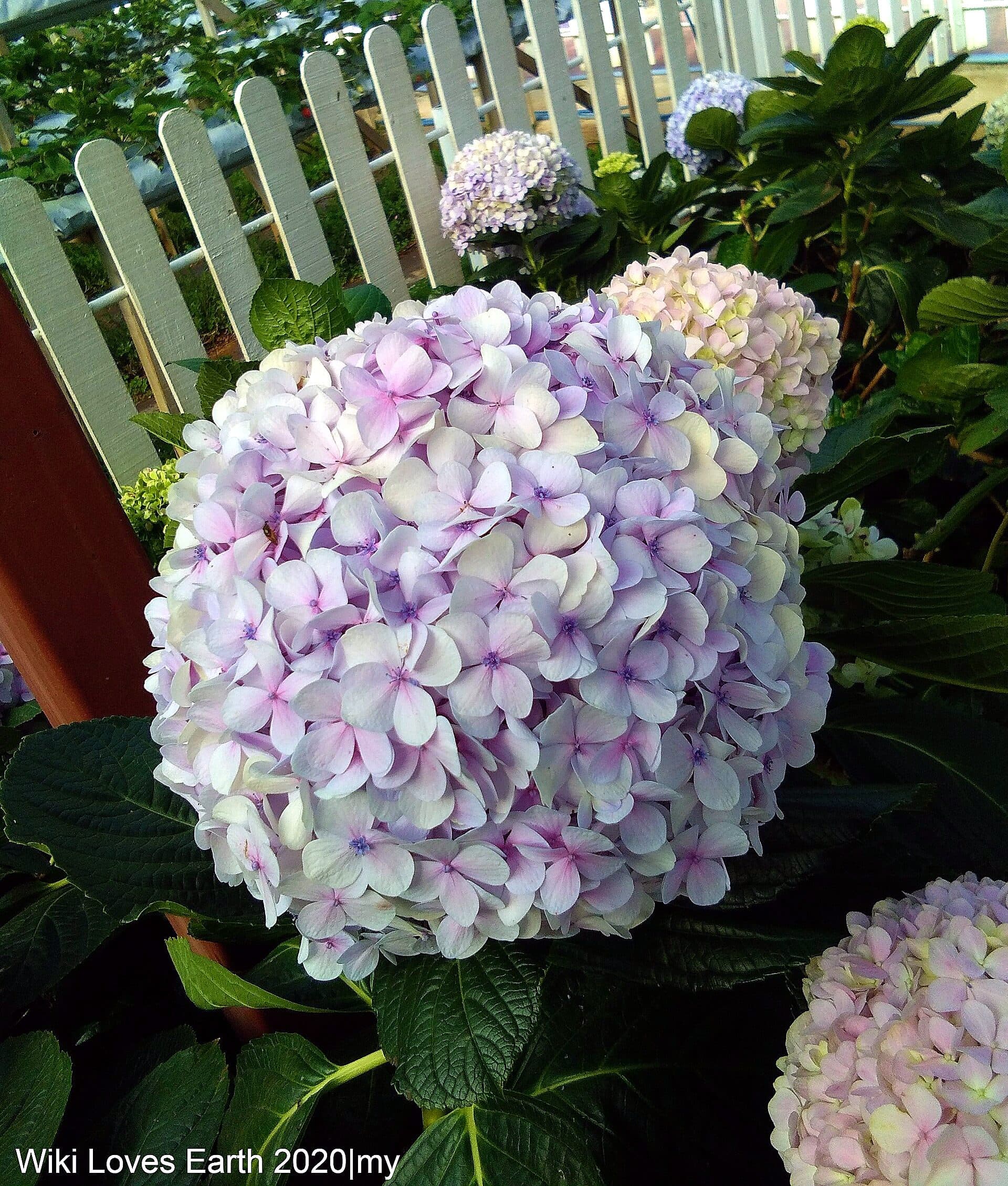 A large pale-purple hydrangea bloom at the Cameron Lavender Garden, Cameron Highlands