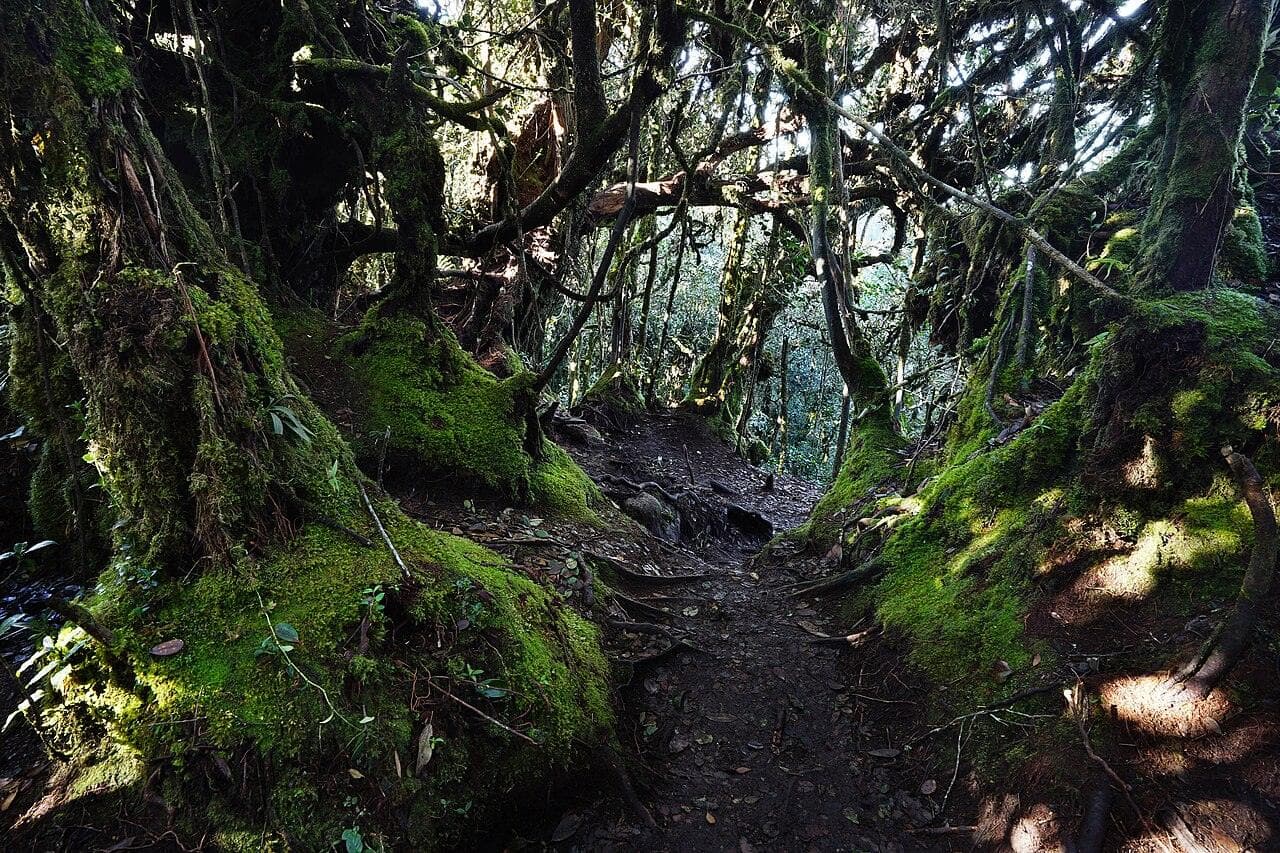 Moss-draped stunted trees and ferns inside the Mossy Forest at Gunung Brinchang, Cameron Highlands