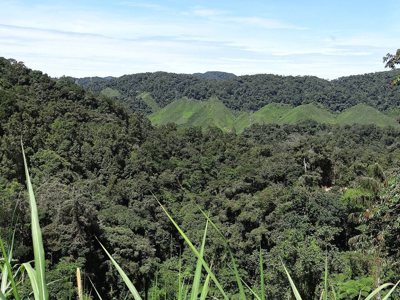 Green highland scenery and forested hills outside Tanah Rata, Cameron Highlands