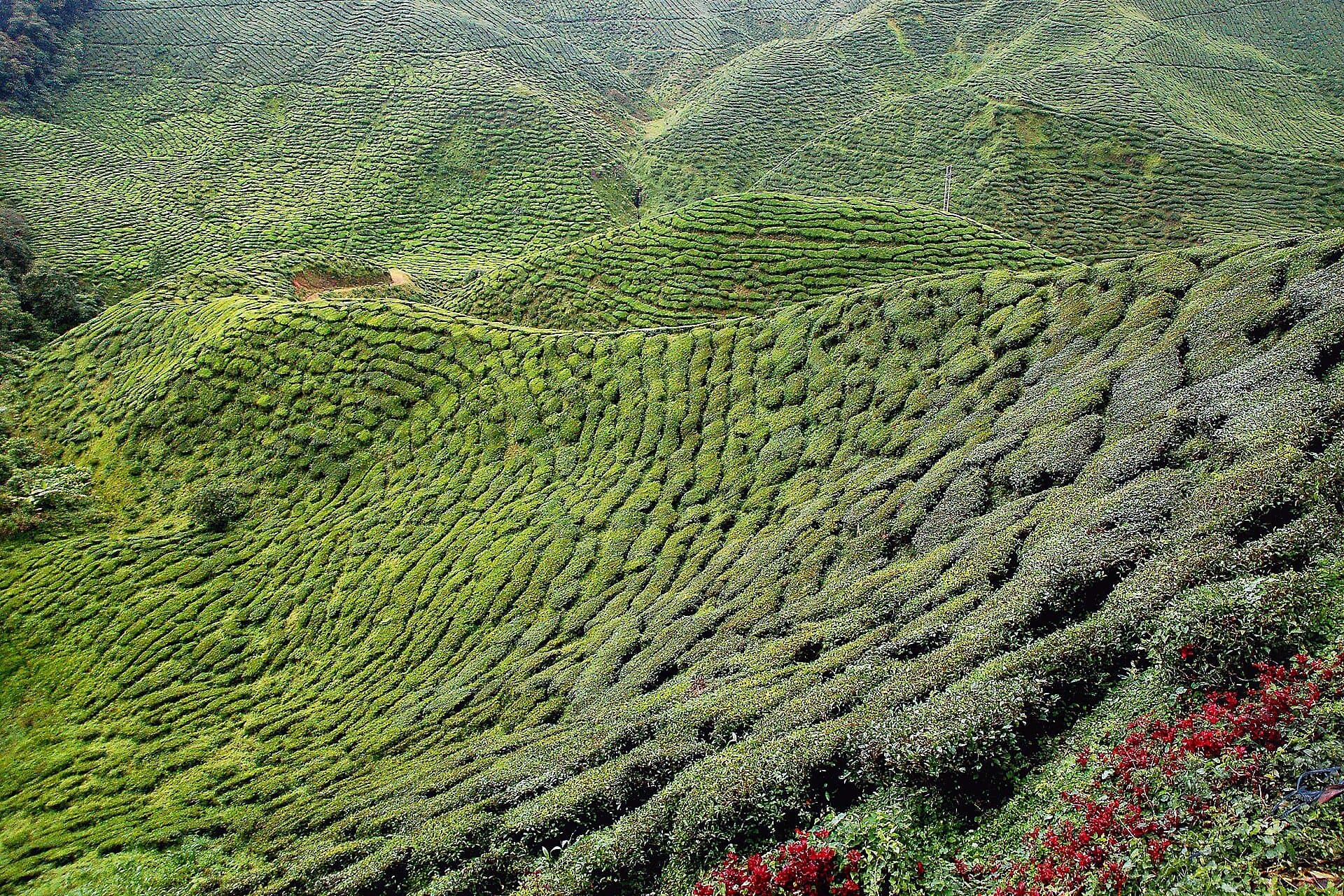 Tea bushes contouring the steep hillsides of a Cameron Highlands plantation, with red flowers in the foreground