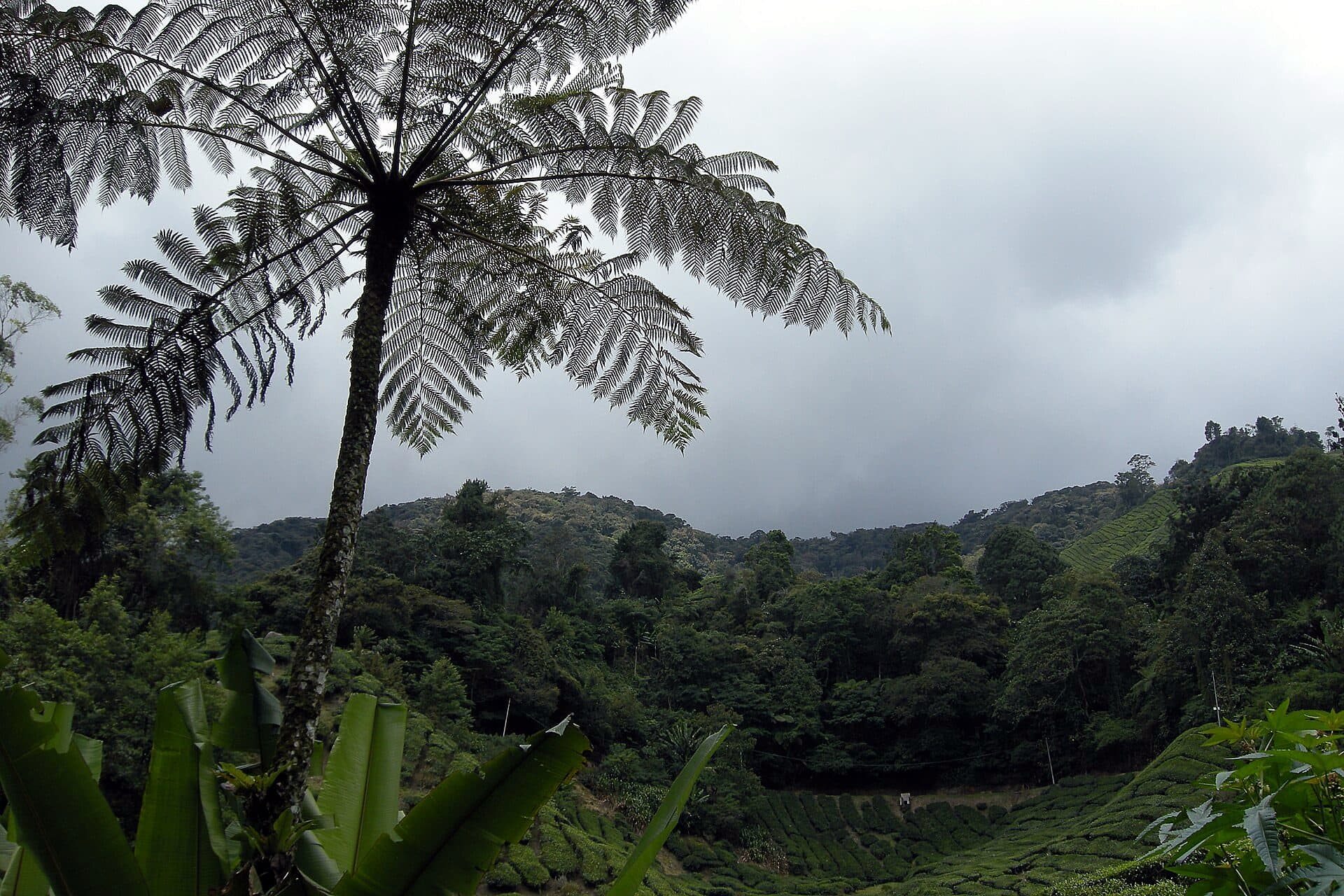A tall tree fern above a misty, forested valley in Cameron Highlands under heavy cloud